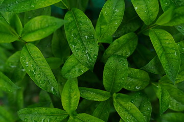 Texture of green leaves with raindrops. Close up of foliage with drops. Concept of nature background.