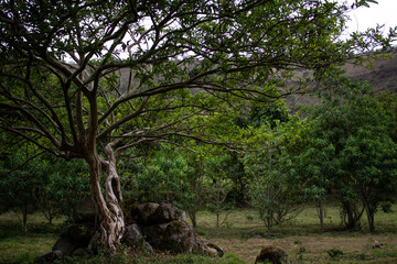 Fototapeta na wymiar view under a tree, big green leaves in the jungle