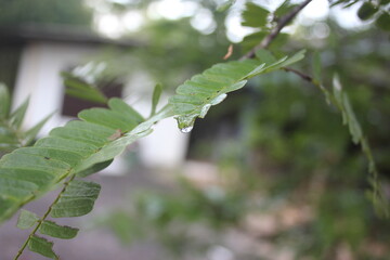 Rainy drop on the green leaves