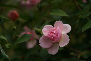 Light Pink Flower of Shrub Rose 'Anne Boleyn' in Full Bloom