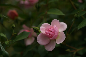 Fototapeta premium Light Pink Flower of Shrub Rose 'Anne Boleyn' in Full Bloom