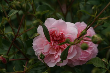 Obraz premium Light Pink Flower of Shrub Rose 'Anne Boleyn' in Full Bloom