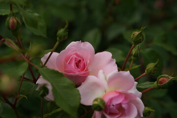 Light Pink Flower of Shrub Rose 'Anne Boleyn' in Full Bloom