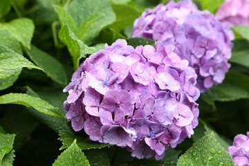 雨に濡れるアジサイ