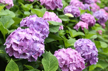 雨に濡れるアジサイ