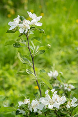 wild flowers on a summer day