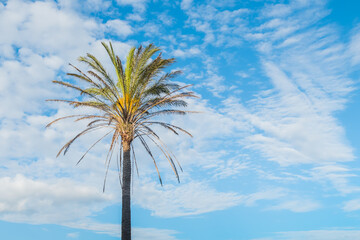 Obraz premium palm tree against blue sky and white clouds