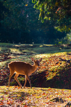 秋の奈良公園と鹿