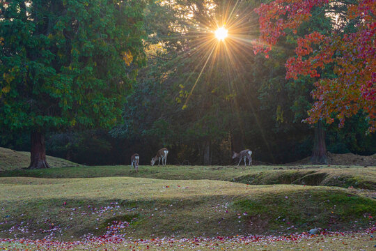 秋の奈良公園と鹿