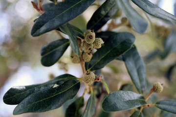 tiny acorns growing in clusters on oak tree in Florida - Quercus virginiana, Southern Live Oak