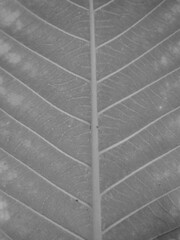 green leaf closeup