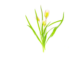 Fototapeta na wymiar Delicate Scilla garden flower isolated on white background.