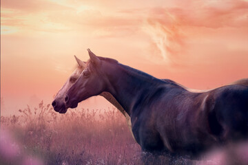 Obraz na płótnie Canvas Black horse