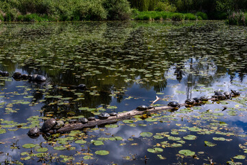 Fototapeta na wymiar Wild turtles lined up on a log in Lake Washington, calm water and lily pads 