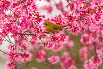 オカメザクラとメジロ