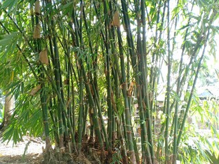 bamboo tree in the backyard garden
