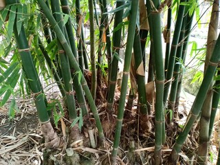Fototapeta premium bamboo tree in the backyard garden