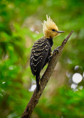 Blond-crested Woodpecker tropical bird with head and yellow tuft on a dry jungle branch with green background and tropical colors 