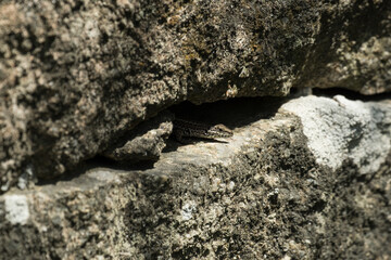Iberian Wall Lizard (Podarcis hispanicus), only head visible protruding through gap in old stone wall