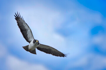 Short-tailed Hawk bird of prey flying with open wings in a clear blue sky with clouds over the rain forest 