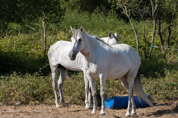 Obraz na płótnie Canvas Pair of white horses outside on a sunny summer day in rural Portugal, 