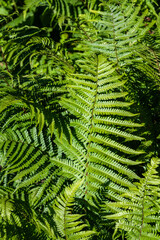 Closeup of ferns growing on a sunny day, as a nature background
