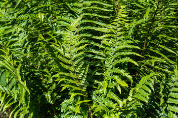 Closeup of ferns growing on a sunny day, as a nature background
