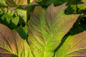 Large leaves changing color on a sunny day in the garden, as a nature background
