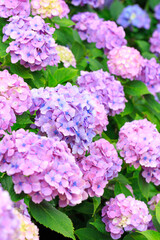 Fototapeta premium pink hydrangea flowers in garden