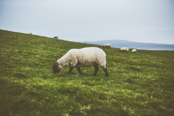 Fototapeta premium sheep in the field