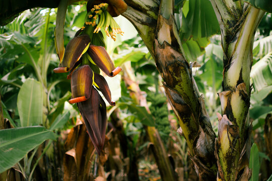 Banana Flower In A Carnarvon Banana Farm, Western Australia, Working Holiday Visa