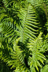 Fototapeta na wymiar Closeup of ferns growing on a sunny day, as a nature background 
