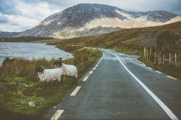Obraz premium sheep on the road