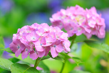 Fototapeta premium pink hydrangea flowers