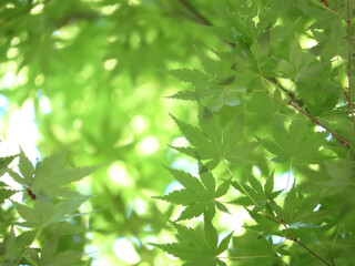 Obraz premium Fresh green japanese momiji03 新緑のもみじ03