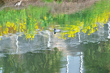 川辺に咲く菜の花と水面に浮かぶ水鳥