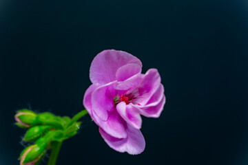 Fototapeta na wymiar Geranium in full blooming in Japan