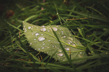 rain drops on a leaf