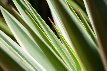 Sansevieria, snake plant or mother in laws tongue, Thai dragon tongue plant