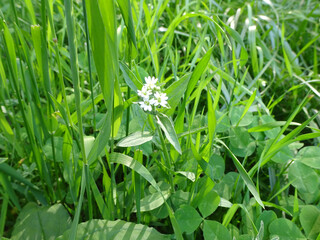 Obraz premium small white flowers in green meadow grass