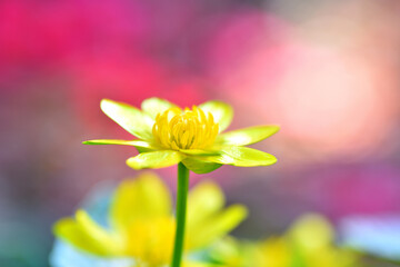 椿の花の紅い影とキンポウゲの黄色い花