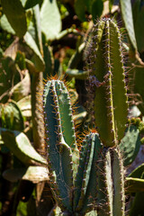 Green San Pedro Cactus in the garden