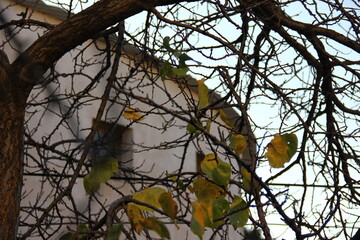 buildings and trees