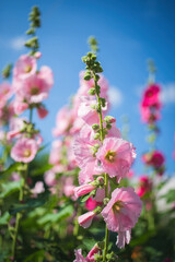 Bright crimson mallow flowers on a blurred background.