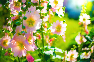 Bright crimson mallow flowers on a blurred background.