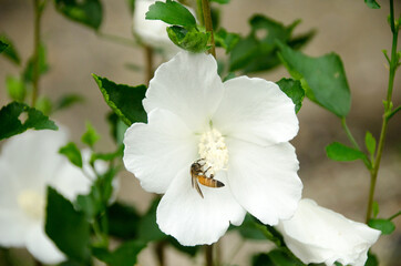 Beautiful white big hibiscus flower (Hibiscus rosa sinensis) with bee on green nature background.