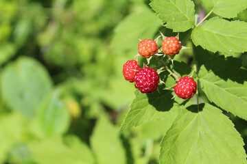 Wild raspberries at Miami Woods in Morton Grove, Illinois