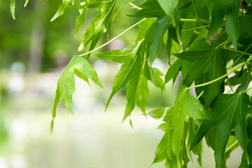 Fototapeta na wymiar Japanese Maple Shrub and Ornamental Tree in Spring
