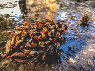 Pine cone on a puddle of water with reflections in the street