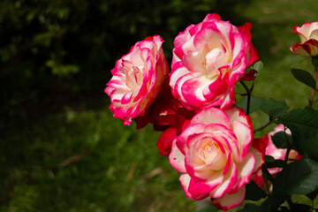 Beautiful pink and white rose in a garden